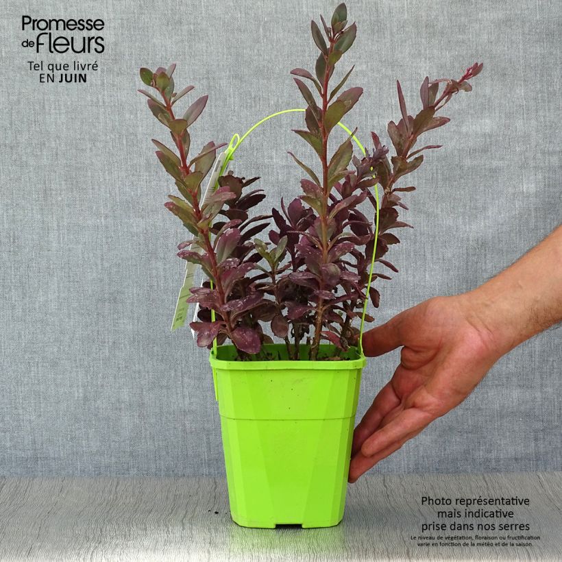 Spécimen de Sedum SUNSPARKLER® Plum Dazzled - Orpin Pot de 1,5L/2L tel que livré en été