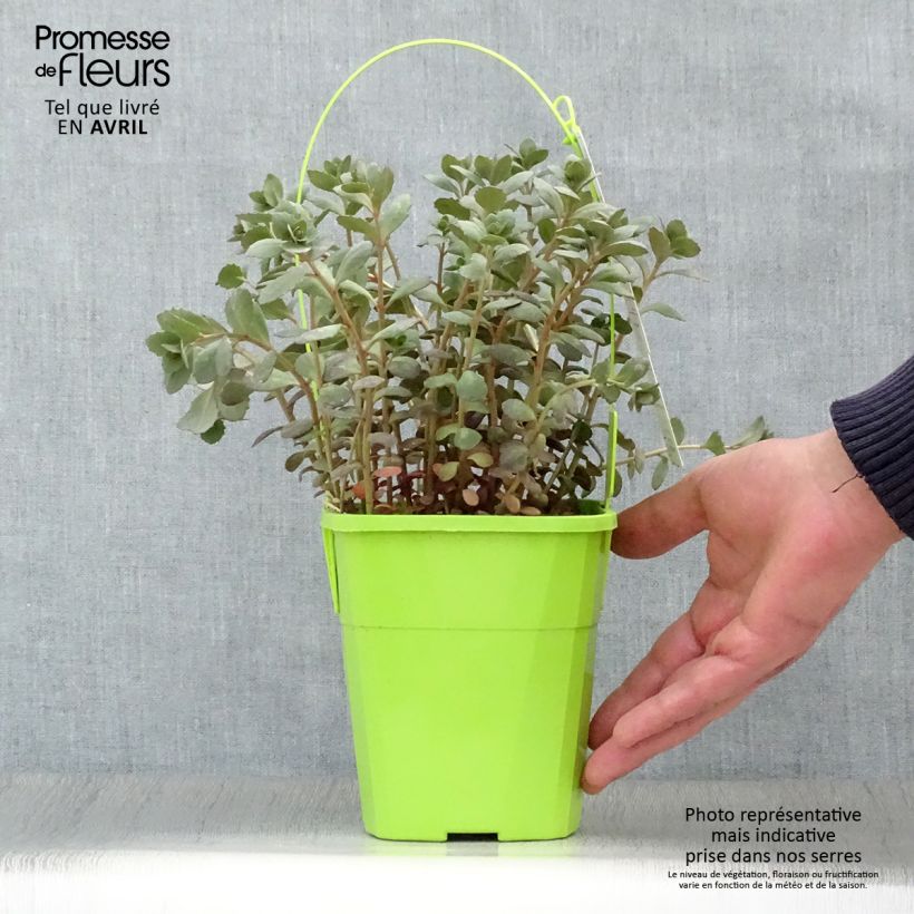 Spécimen de Sedum SUNSPARKLER® Plum Dazzled - Orpin - Pot de 1.5L/2L tel que livré au printemps