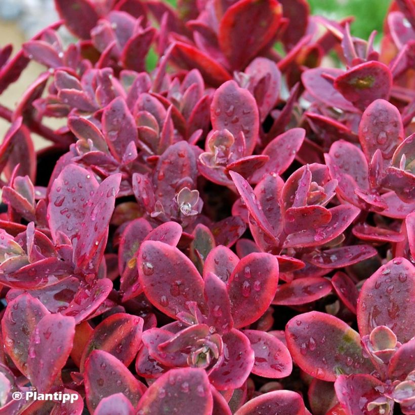 Sedum SUNSPARKLER® Wildfire - Orpin (Feuillage)