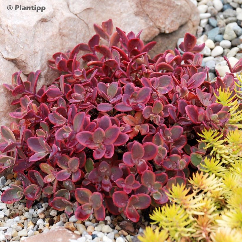 Sedum SUNSPARKLER® Wildfire - Orpin (Port)