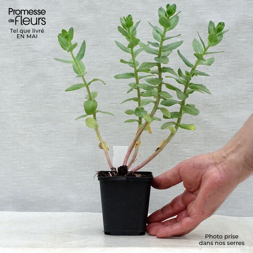 Spécimen de Sedum Stewed Rhubarb Mountain - Orpin d'Automne Godet de 9cm tel que livré au printemps