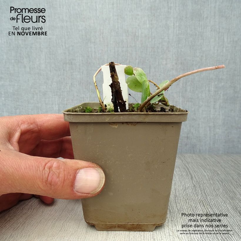 Spécimen de Sedum Stewed Rhubarb Mountain - Orpin d'Automne Godet de 8/9 cm tel que livré en automne