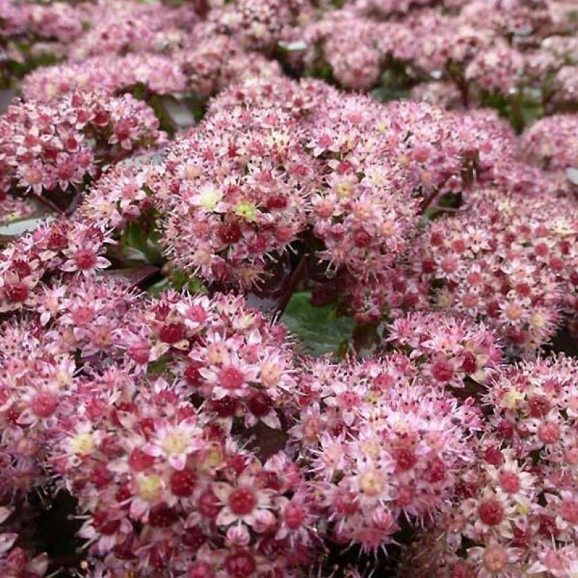 Sedum Strawberry and Cream - Orpin d'Automne (Floraison)