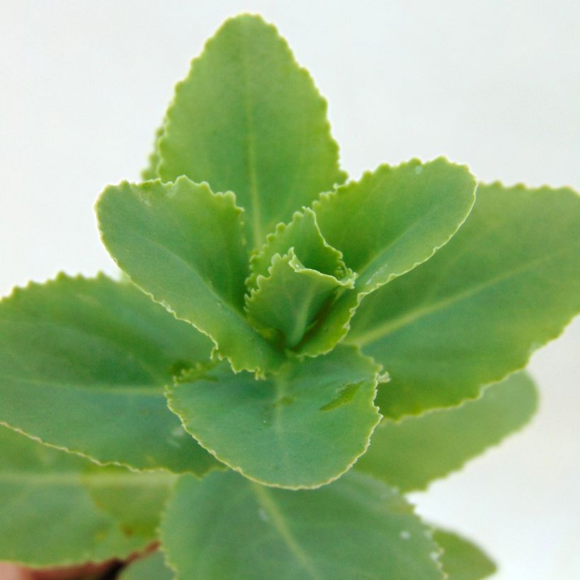 Sedum Sunkissed (Feuillage)