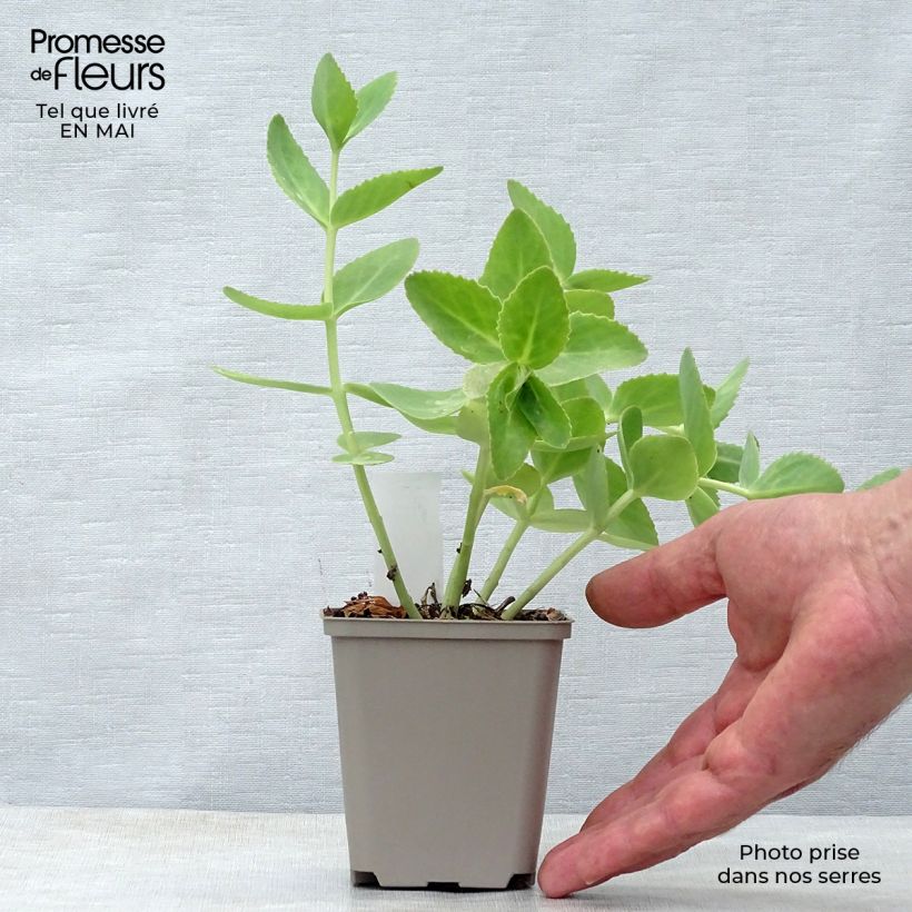 Spécimen de Sedum Sunkissed Godet de 9cm tel que livré au printemps
