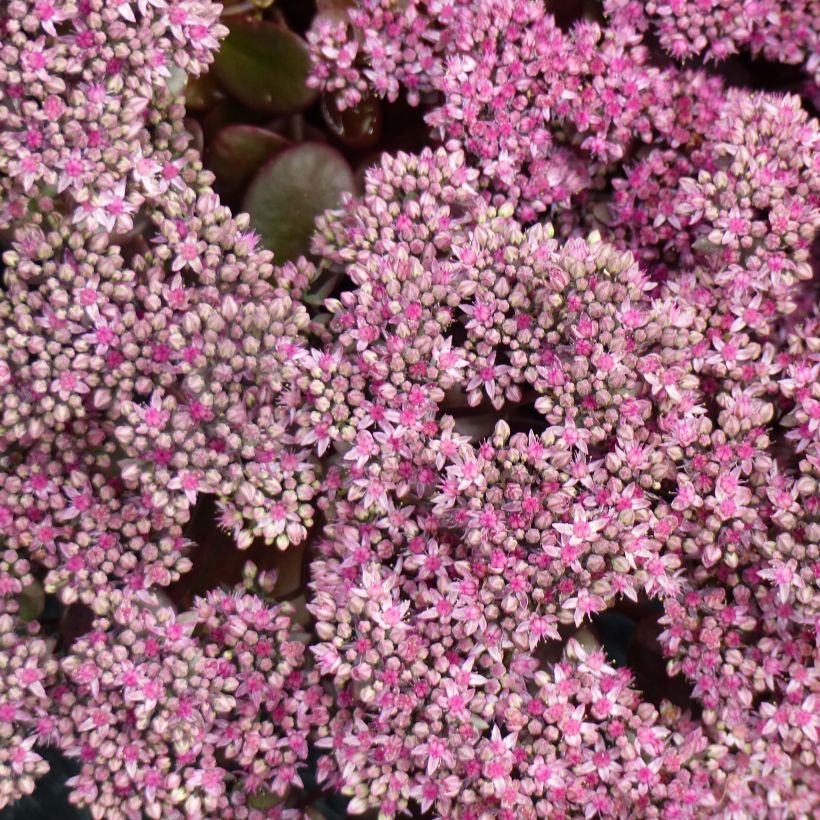 Sedum Sunsparkler Cherry Tart (Floraison)