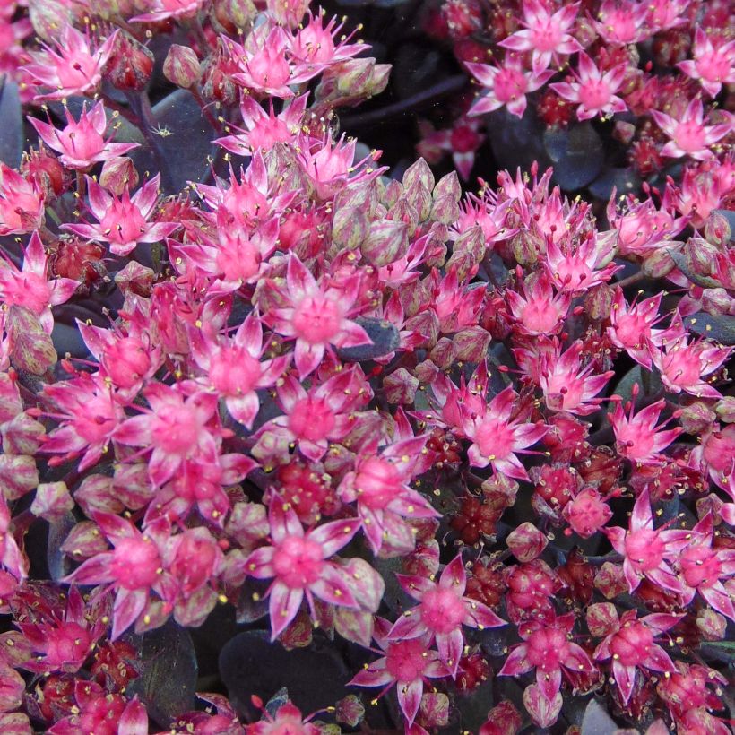 Sedum Sunsparkler Dazzleberry - Orpin bleu (Floraison)