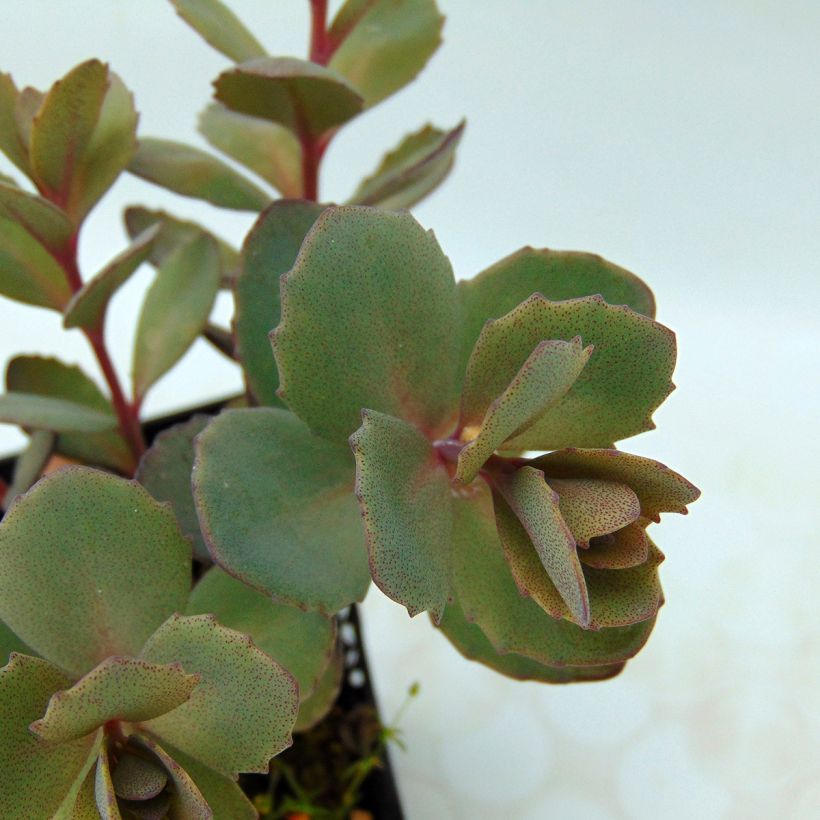 Sedum Sunsparkler Dazzleberry - Orpin bleu (Feuillage)