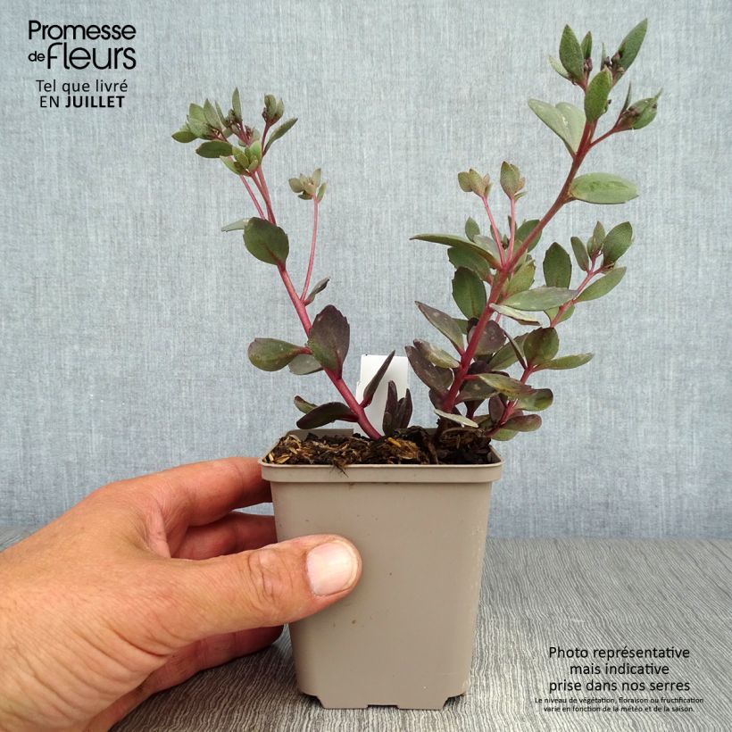 Spécimen de Sedum Sunsparkler Dazzleberry - Orpin bleu tel que livré en ete