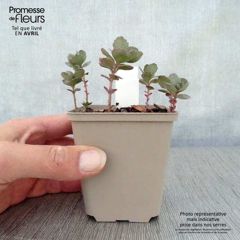 Spécimen de Sedum Sunsparkler Dazzleberry - Orpin bleu en godet de 9 cm tel que livré au printemps