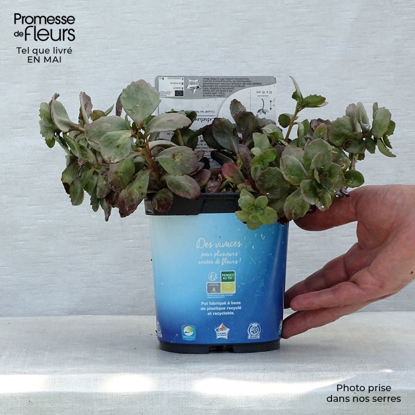 Spécimen de Sedum Sunsparkler Dazzleberry - Orpin bleu en pot de 2L/3L tel que livré au printemps