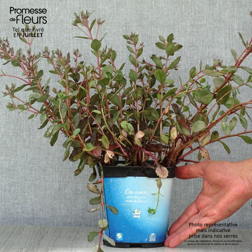 Spécimen de Sedum Sunsparkler Dazzleberry - Orpin bleu tel que livré en ete