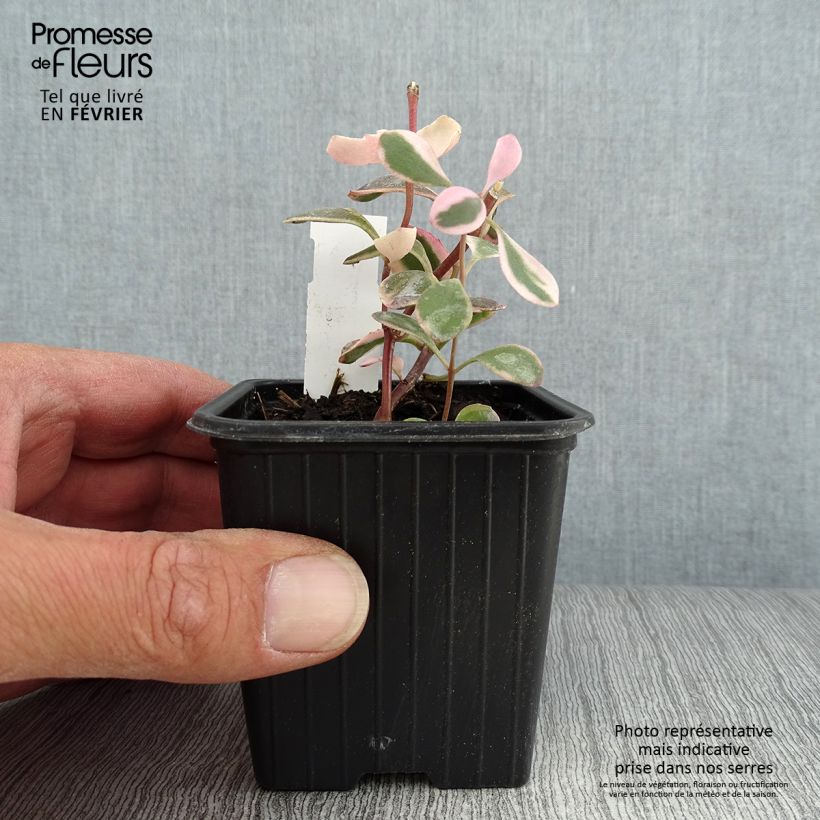 Spécimen de Sedum Sunsparkler Dream Dazzler - Orpin hybride Godet de 8/9 cm tel que livré en automne