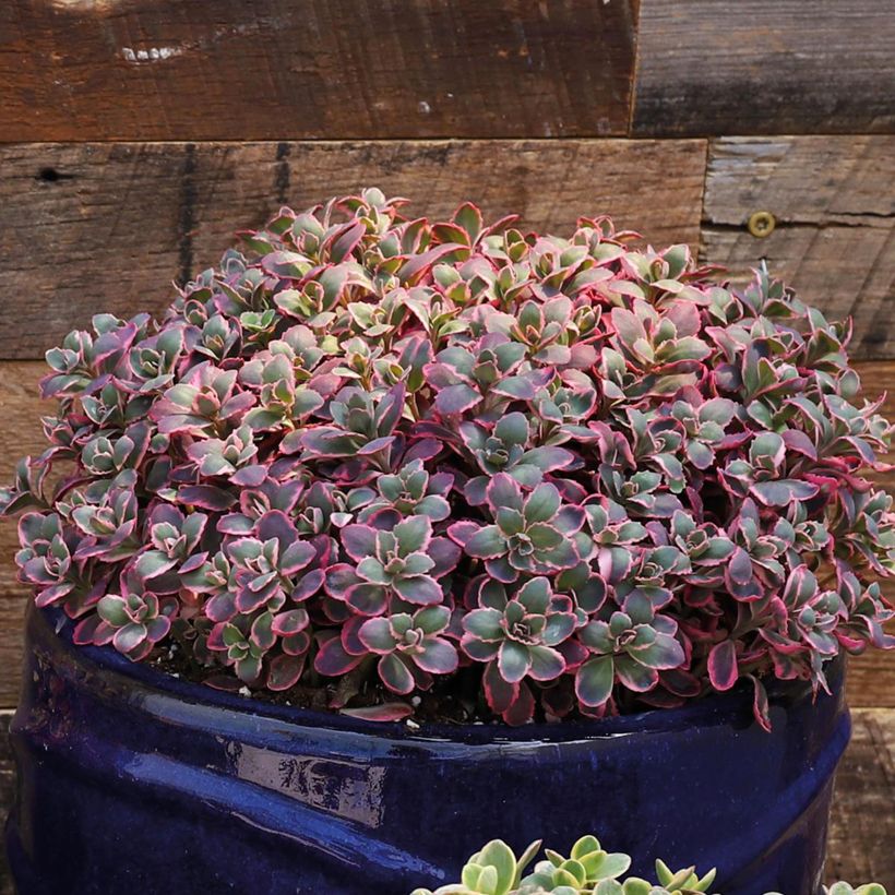 Sedum Sunsparkler Dream Dazzler - Orpin hybride (Port)