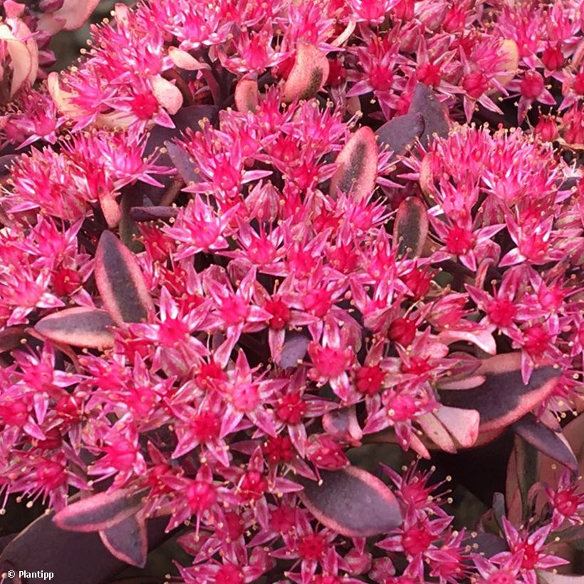 Sedum Sunsparkler Dream Dazzler - Orpin hybride (Floraison)