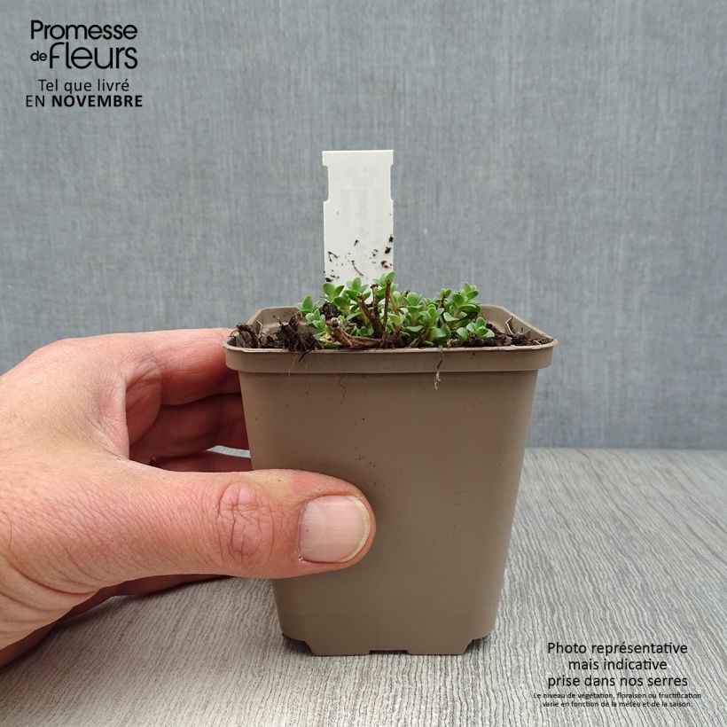 Spécimen de Sedum Sunsparkler Firecracker - Orpin  tel que livré en automne
