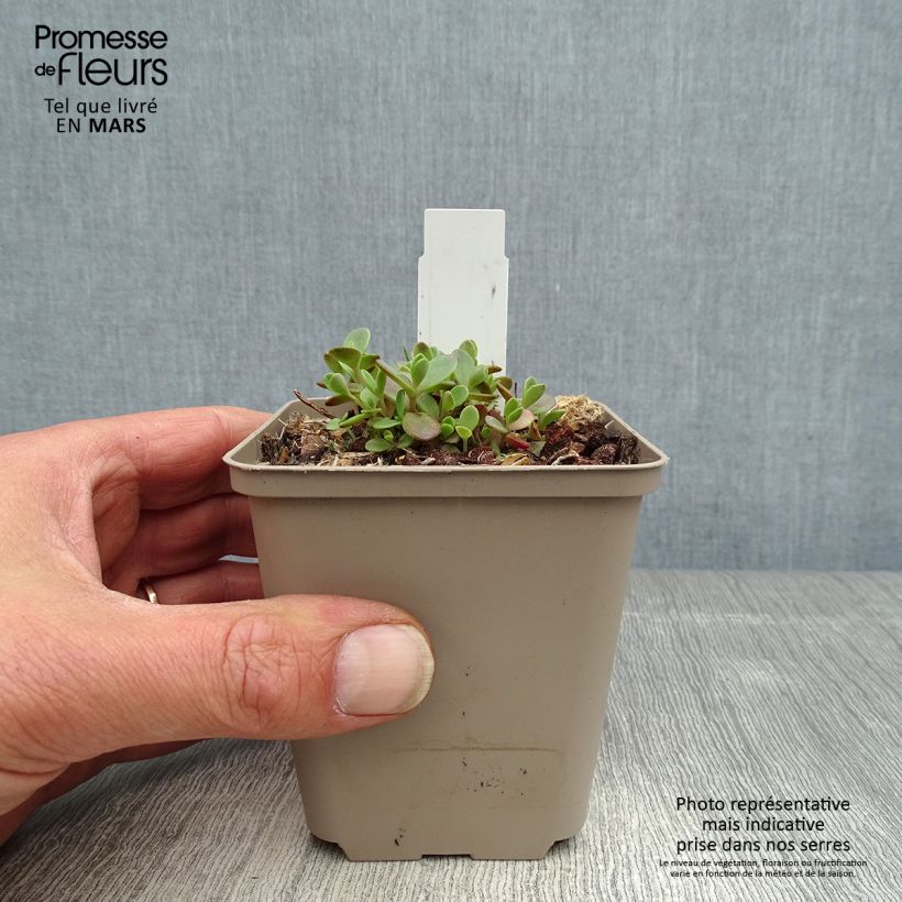 Spécimen de Sedum Sunsparkler Firecracker - Orpin - Godet de 8/9cm tel que livré au printemps