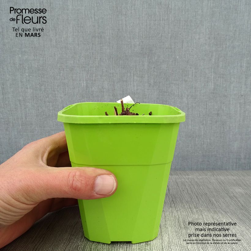 Spécimen de Sedum Sunsparkler Jade Tuffet - Orpin Pot de 1,5L/2L tel que livré en hiver