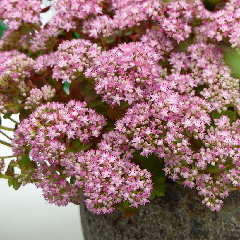 Sedum Sunsparkler Lime Zinger - Orpin vert lime (Floraison)