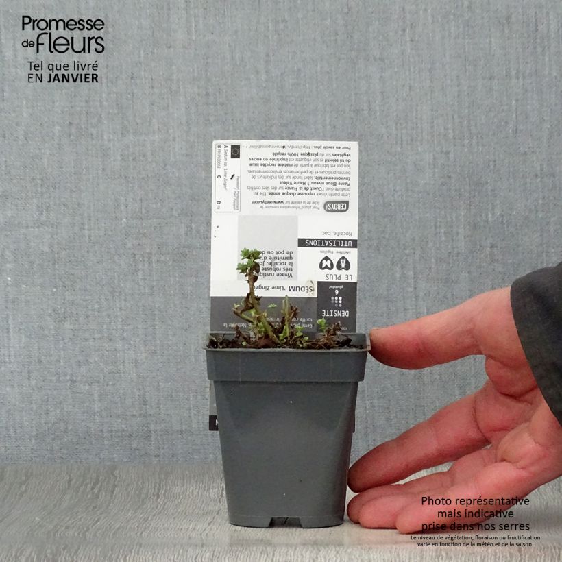 Spécimen de Sedum Sunsparkler Lime Zinger - Orpin vert lime tel que livré en hiver