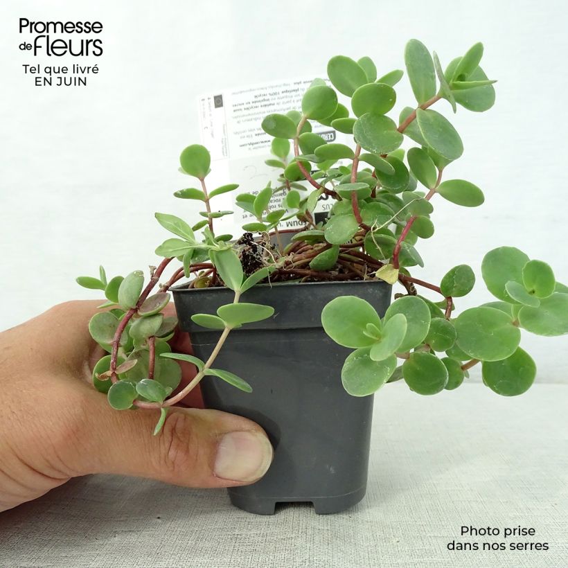 Spécimen de Sedum Sunsparkler Lime Zinger - Orpin vert lime Godet de 8/9 cm tel que livré en été
