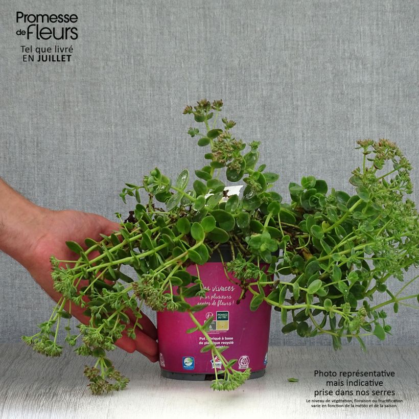 Spécimen de Sedum Sunsparkler Lime Zinger - Orpin vert lime Pot de 2L/3L tel que livré en été