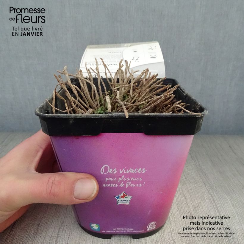 Spécimen de Sedum Sunsparkler Lime Zinger - Orpin vert lime tel que livré en hiver
