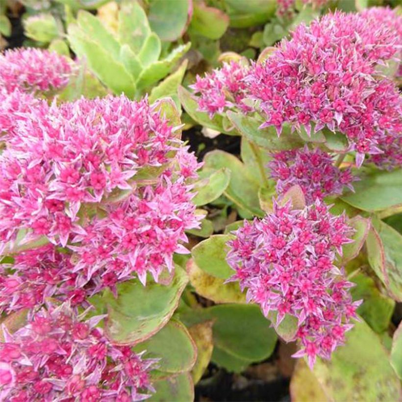 Sedum Tropical Night - Orpin d'automne (Floraison)