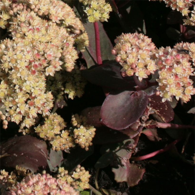 Sedum Twinkling Star - Orpin d'automne (Feuillage)