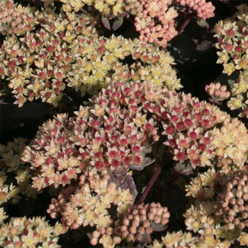 Sedum Twinkling Star - Orpin d'automne (Floraison)