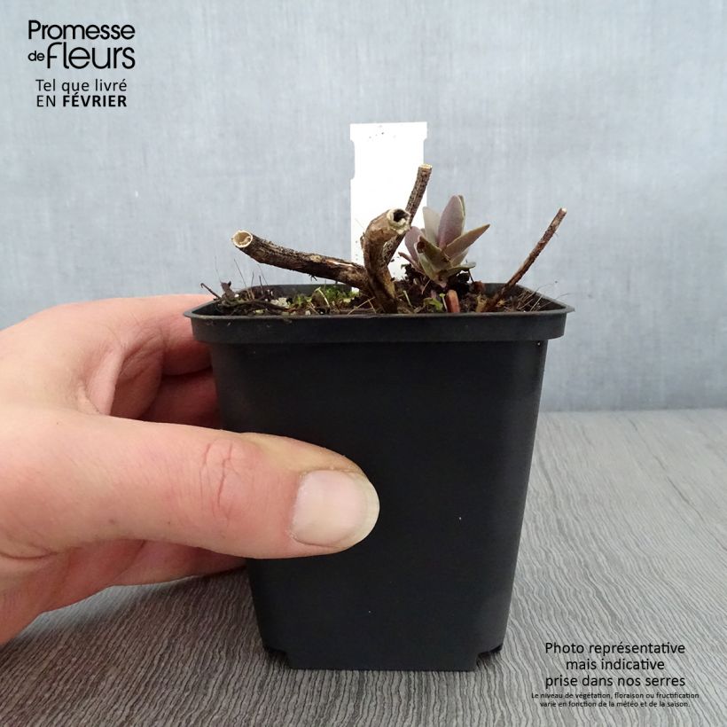 Spécimen de Sedum Twinkling Star - Orpin d'automne Godet de 8/9 cm tel que livré en hiver