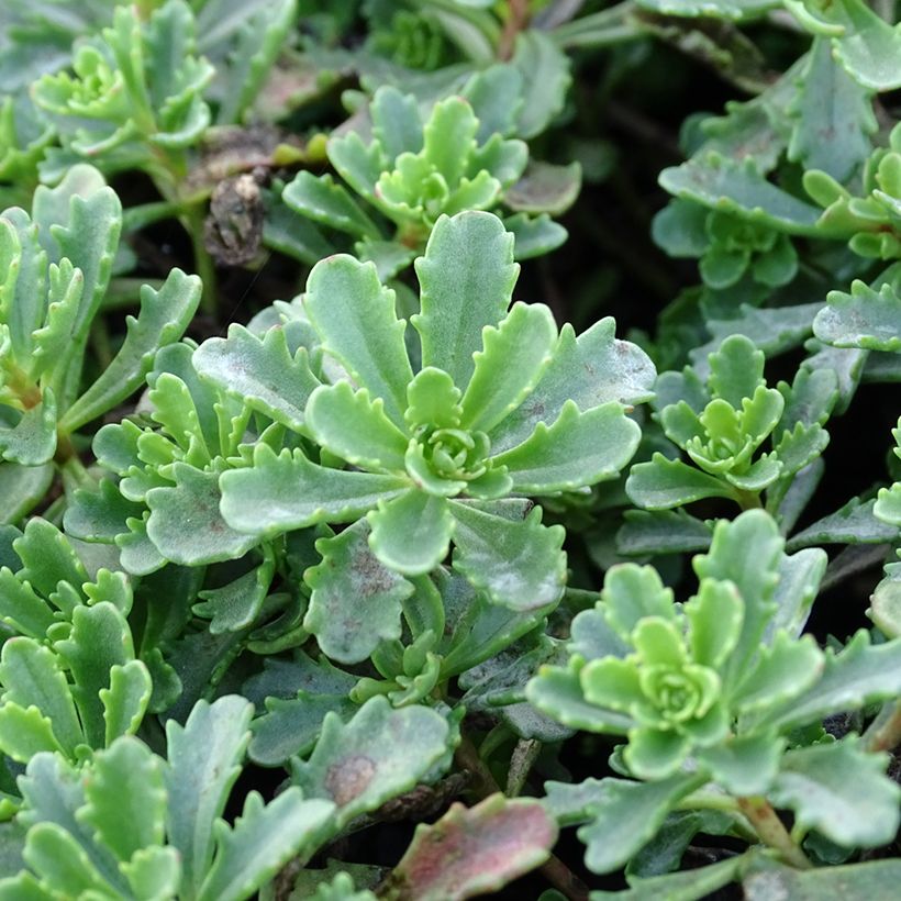 Sedum Weihenstephaner Gold - Orpin jaune (Feuillage)