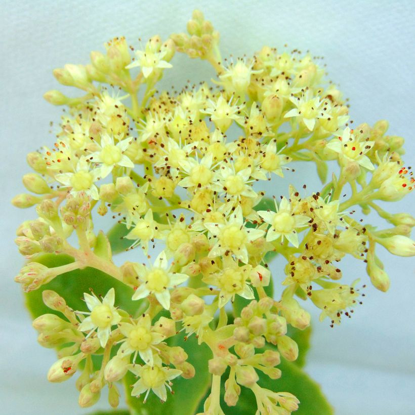 Sedum Yellow Xenox® - Orpin  (Floraison)