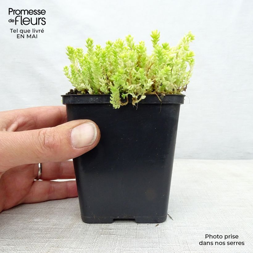 Spécimen de Sedum acre Yellow Queen - Orpin jaune Godet de 9cm tel que livré au printemps