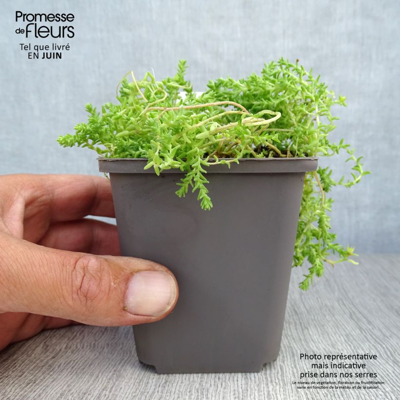 Spécimen de Sedum acre Yellow Queen - Orpin jaune Godet de 8/9 cm tel que livré en été