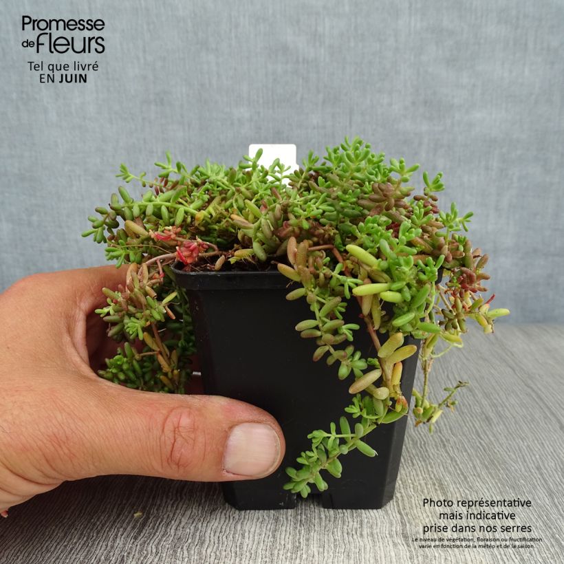 Spécimen de Sedum album Coral Carpet - Orpin blanc Godet de 8/9 cm tel que livré en été
