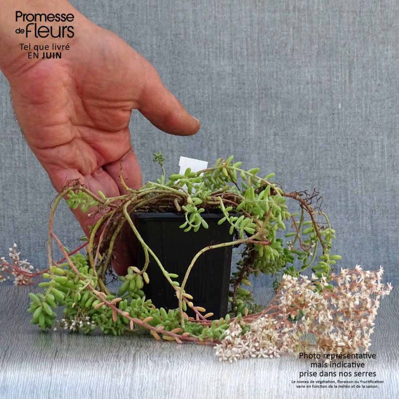 Spécimen de Sedum album Murale - Orpin blanc Godet de 8/9 cm tel que livré en été