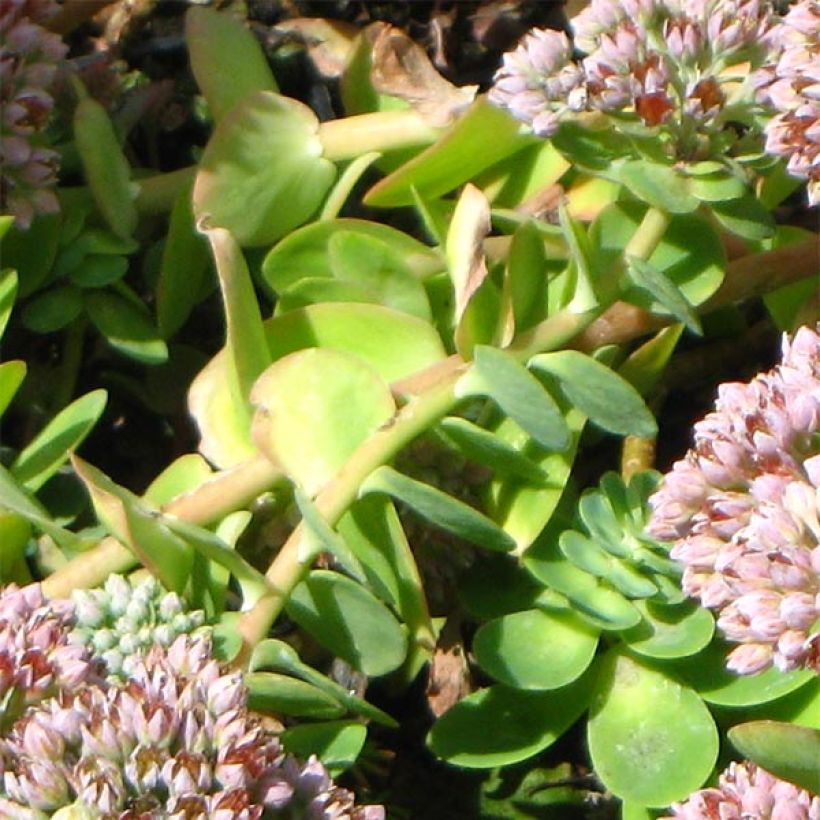 Sedum anacampseros - Orpin des infidèles (Feuillage)