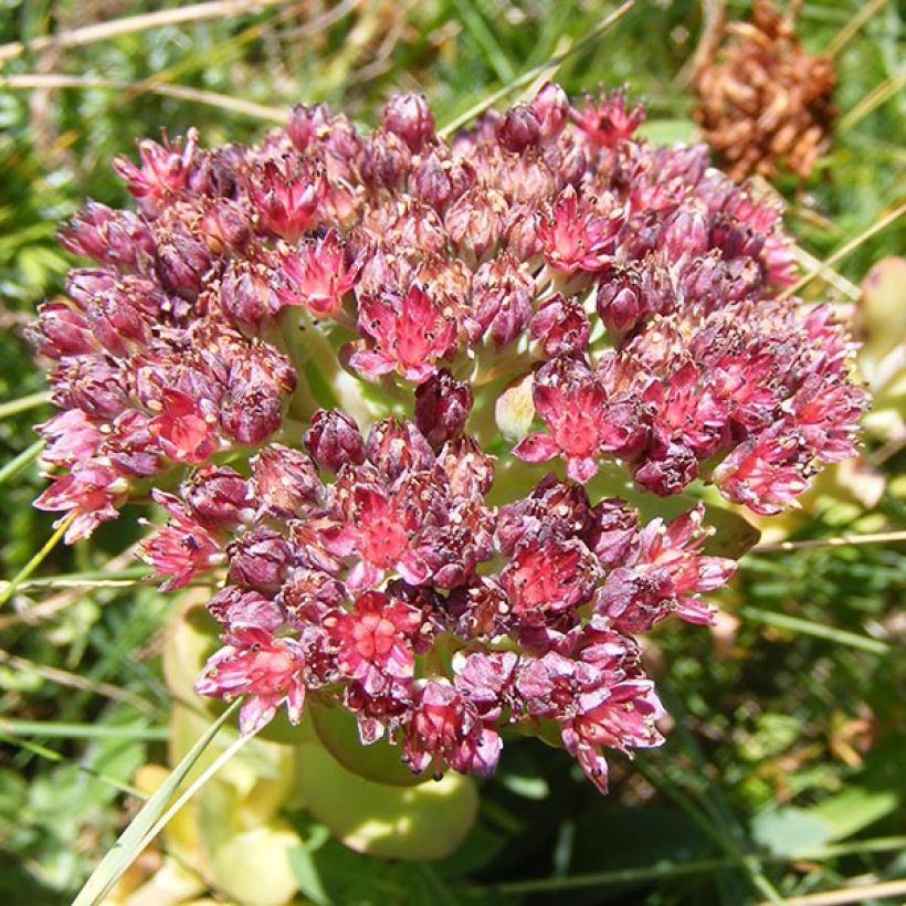 Sedum anacampseros - Orpin des infidèles (Floraison)