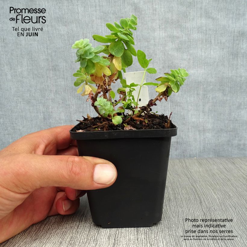 Spécimen de Sedum anacampseros - Orpin des infidèles Godet de 8/9 cm tel que livré en été