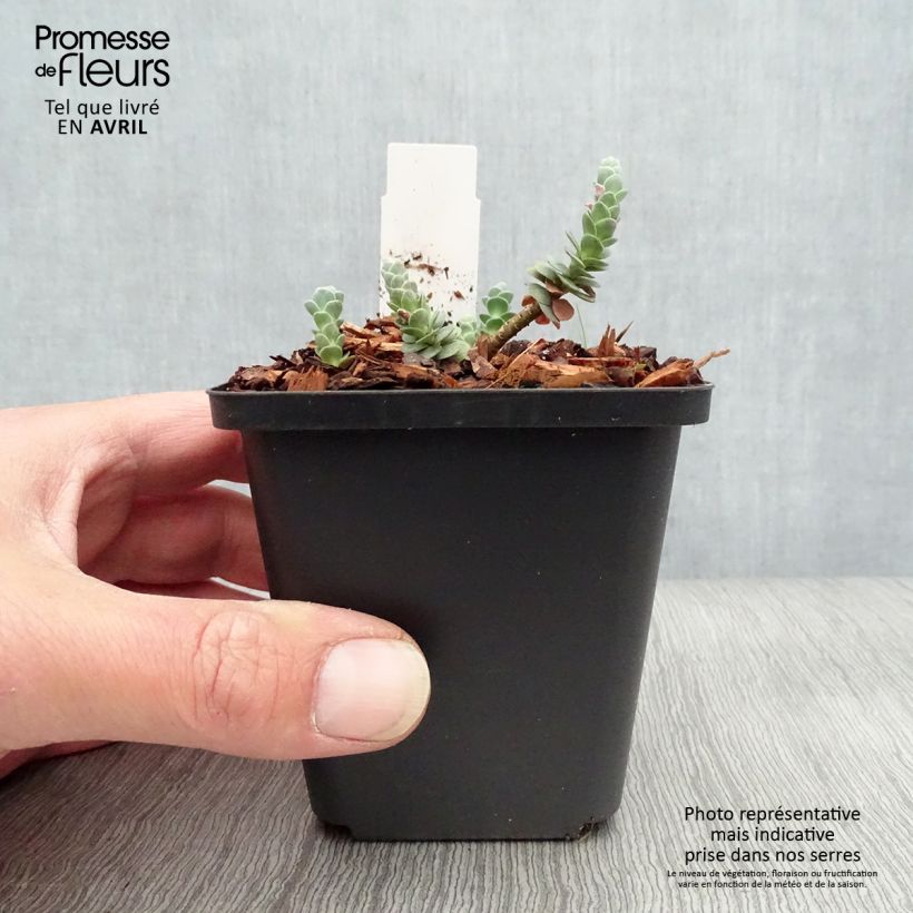 Spécimen de Sedum anacampseros - Orpin des infidèles Godet de 9cm tel que livré au printemps