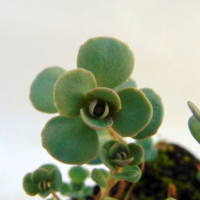 Sedum cauticola Lidakense - Orpin (Feuillage)