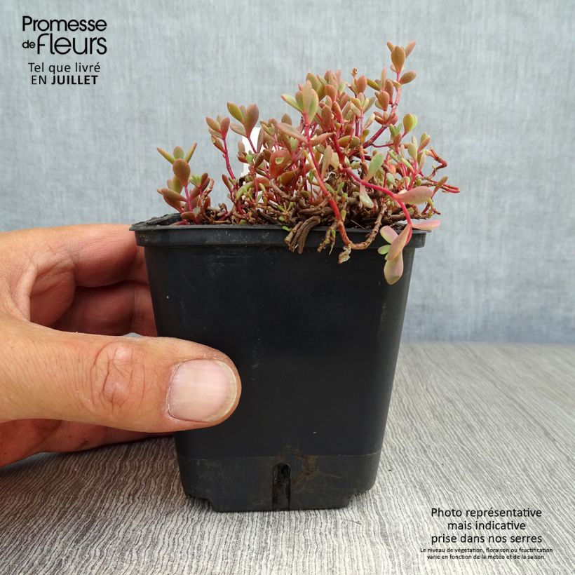 Spécimen de Sedum cauticola Lidakense - Orpin Godet de 8/9 cm tel que livré en été