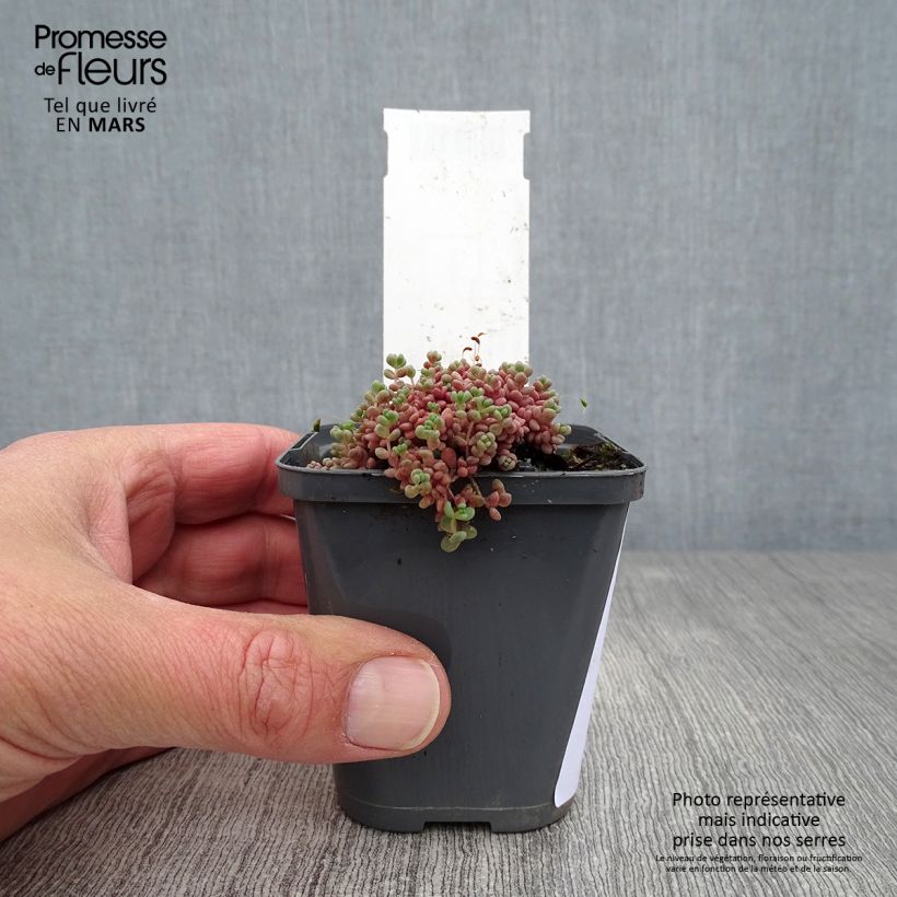 Spécimen de Sedum dasyphyllum - Orpin à feuilles épaisses - godet de 8/9cm tel que livré au printemps