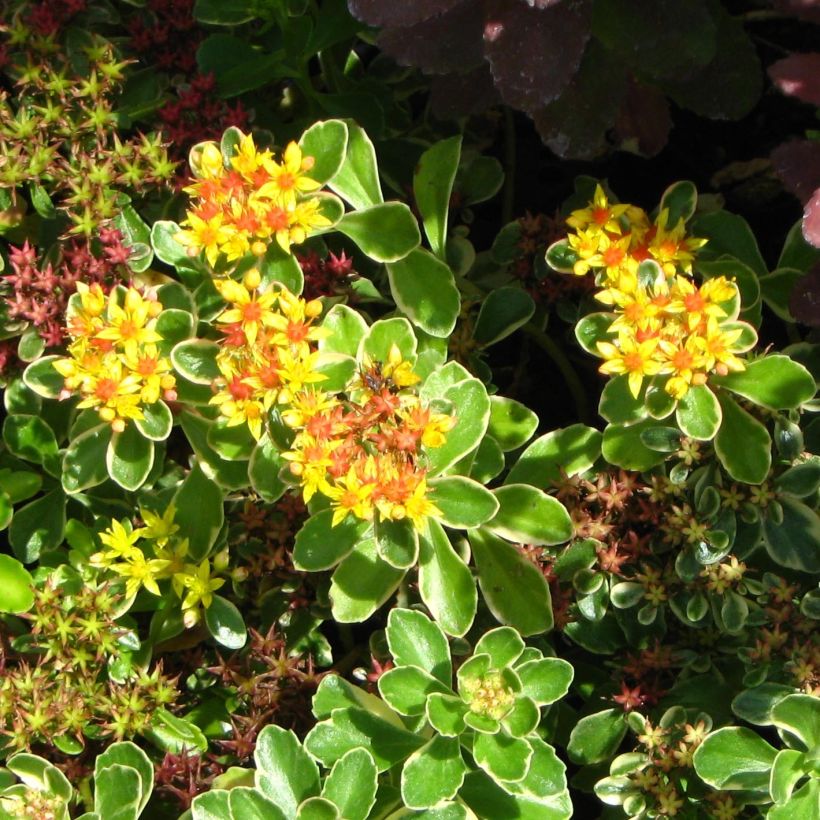 Sedum kamtschaticum - Orpin du Kamtchatka (Floraison)