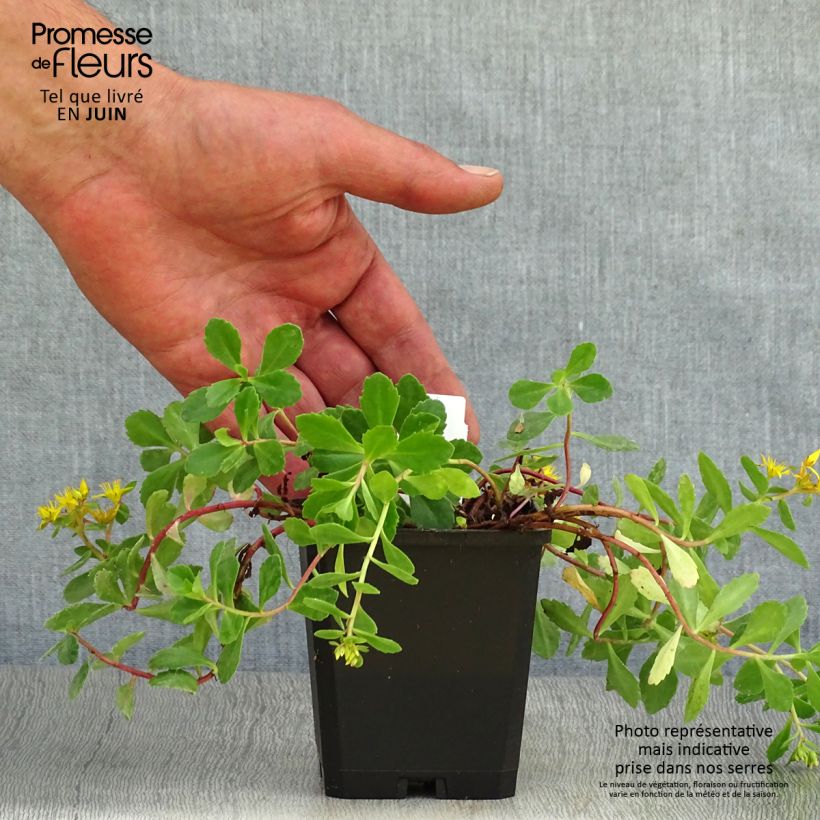 Spécimen de Sedum kamtschaticum - Orpin du Kamtchatka Godet de 8/9 cm tel que livré en été
