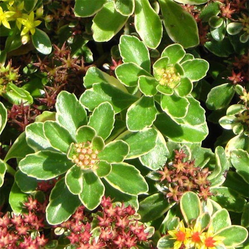 Orpin du Kamtchatka - Sedum kamtschaticum Variegatum (Feuillage)