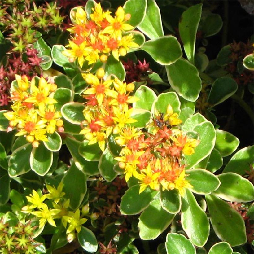 Orpin du Kamtchatka - Sedum kamtschaticum Variegatum (Floraison)