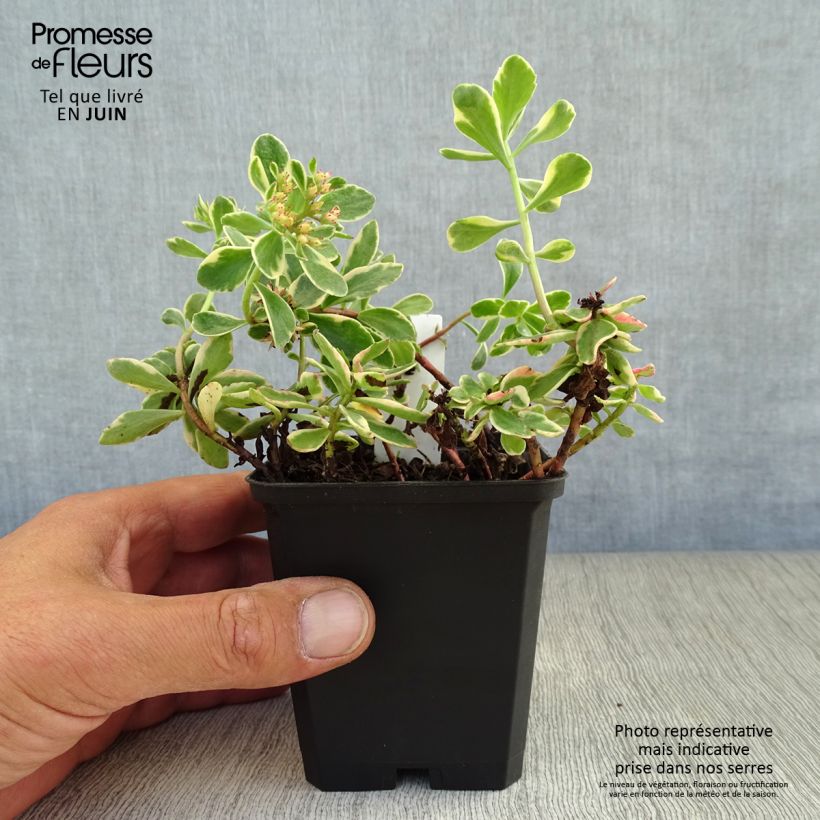 Spécimen de Orpin du Kamtchatka - Sedum kamtschaticum Variegatum Godet de 8/9 cm tel que livré en été