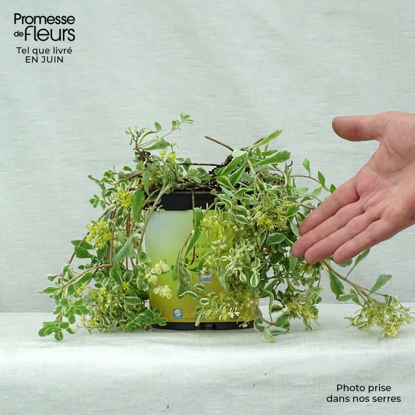 Spécimen de Orpin du Kamtchatka - Sedum kamtschaticum Variegatum Pot de 2L/3L tel que livré en été